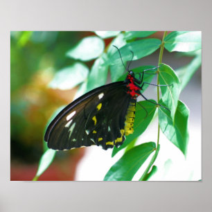 Black Butterfly Nature Poster