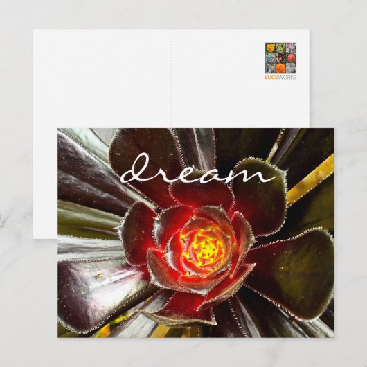 Black Cactus sukkkulent Fotografy Dream Script Postkarte (Vorne/Hinten)