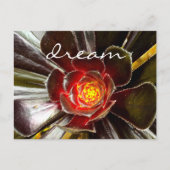 Black Cactus sukkkulent Fotografy Dream Script Postkarte (Vorderseite)