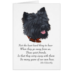 Black Cairn Terrier Regenbogenbrücke