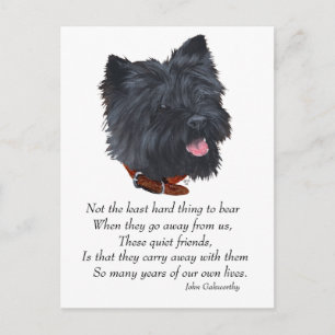 Black Cairn Terrier Regenbogenbrücke Postkarte
