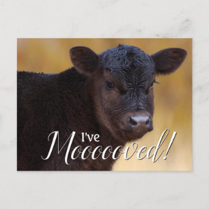 Black Calf Moving Ankündigungspostkarte