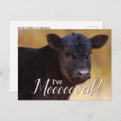 Black Calf Moving Ankündigungspostkarte (Vorne/Hinten)