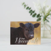 Black Calf Moving Ankündigungspostkarte (Stehend Vorderseite)