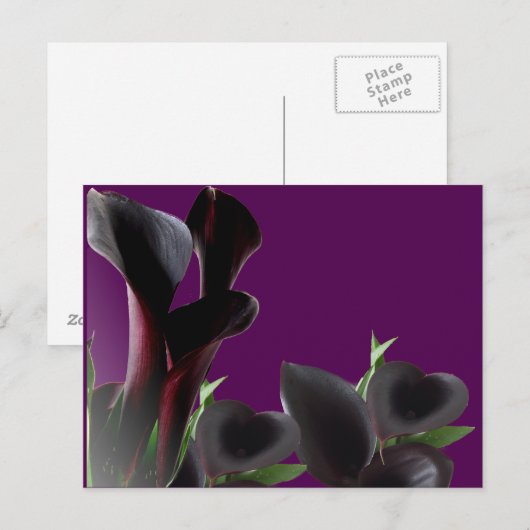 Black Calla Lily Blume Postkarte (Vorne/Hinten)