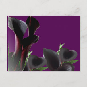 Black Calla Lily Blume Postkarte