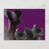 Black Calla Lily Blume Postkarte (Vorderseite)