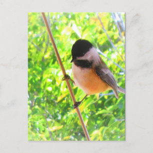 Black Capped Chickadee Niedlich fröhlicher Songbir Postkarte