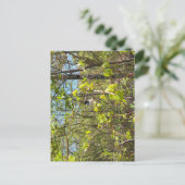 Black-Capped Chickadee Postcard Postkarte (Stehend Vorderseite)