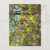 Black-Capped Chickadee Postcard Postkarte (Vorderseite)
