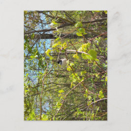 Black-Capped Chickadee Postcard Postkarte