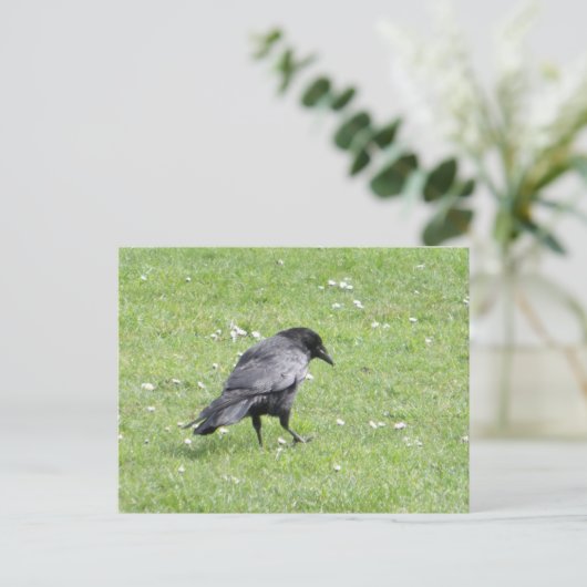 Black Carrion Crow Postkarte (Stehend Vorderseite)