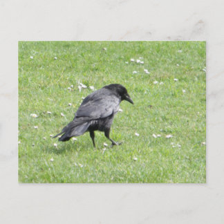 Black Carrion Crow Postkarte