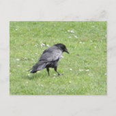 Black Carrion Crow Postkarte (Vorderseite)