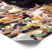 Black Cat Autumn Foto Value Poster Paper (Matte) (Ecke)