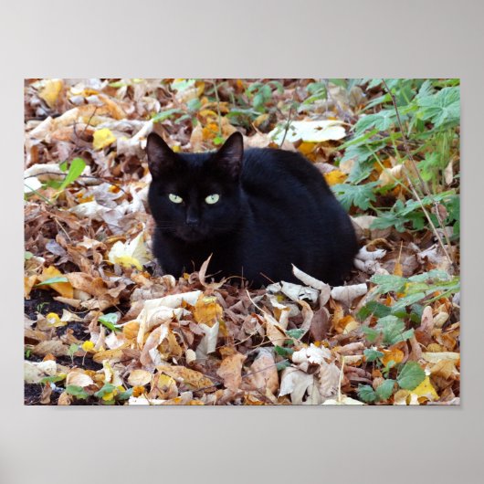 Black Cat Autumn Foto Value Poster Paper (Matte) (Vorne)