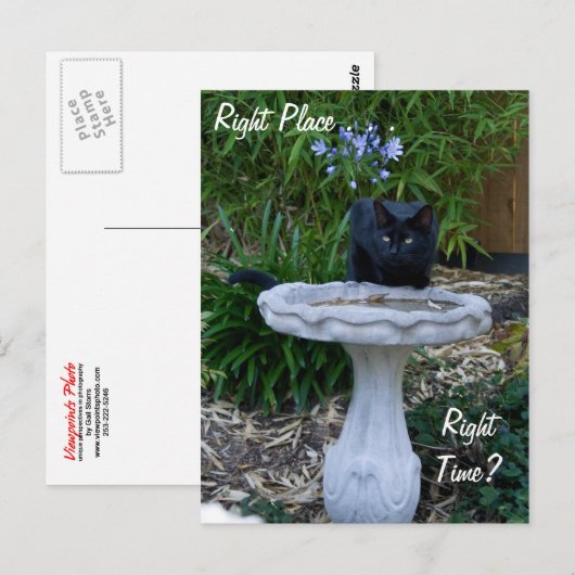 Black Cat Birdbath Postcard Postkarte (Vorne/Hinten)