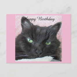 Black Cat Birthday Postcard Postkarte