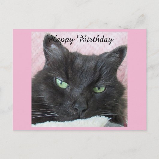 Black Cat Birthday Postcard Postkarte (Vorderseite)