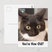 Black Cat Birthday Postkarte (Vorne/Hinten)