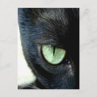Black Cat Eye Postkarte