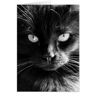 Black Cat Face, Eyes, Nose, Whiskys leere Noten
