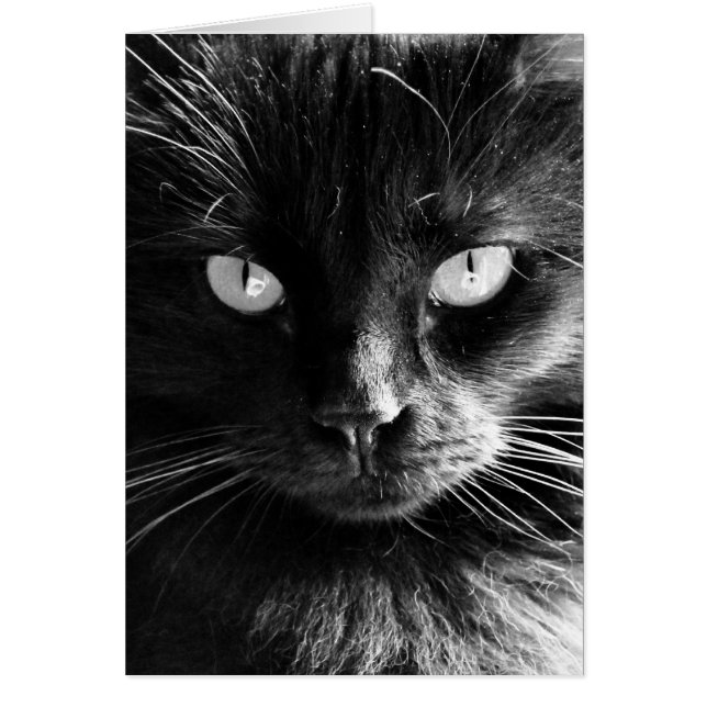 Black Cat Face, Eyes, Nose, Whiskys leere Noten (Vorne)