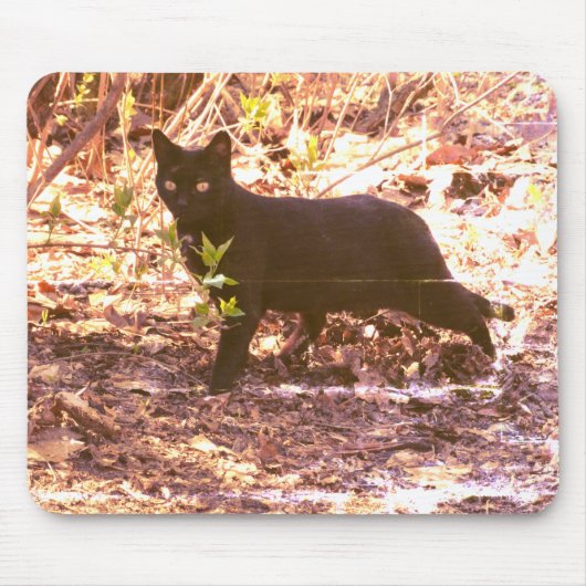 Black Cat Foto Mousepad (Vorne)