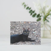 Black Cat Foto Postcard Postkarte (Stehend Vorderseite)