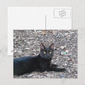 Black Cat Foto Postcard Postkarte (Vorne/Hinten)