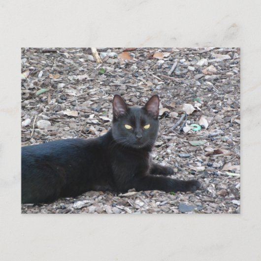 Black Cat Foto Postcard Postkarte (Vorderseite)