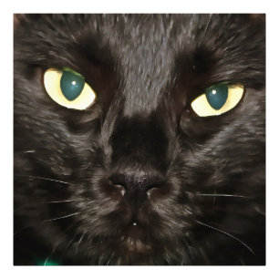 Black Cat Gorgeous Artistic Pet Portrait Fotodruck
