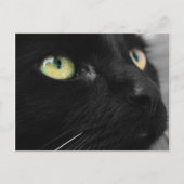Black Cat Green Eyes Postcard Postkarte (Vorderseite)