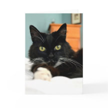 Black Cat Grußkarte