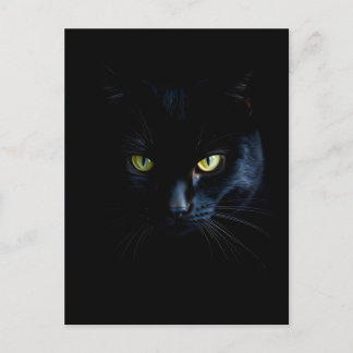 Black Cat in the black Night Postkarte