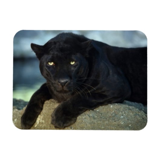 Black Cat Magnet (Horizontal)