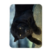Black Cat Magnet (Vertikal)
