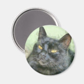 Black Cat Pencil Art Magnet (Vorderseite/Rückseite)