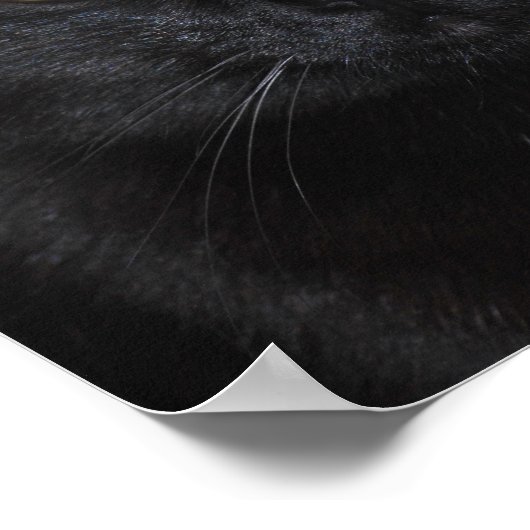 Black Cat Portrait Poster (Ecke)