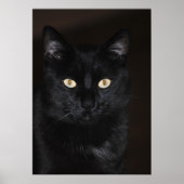 Black Cat Portrait Poster (Vorne)
