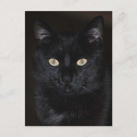 Black Cat Portrait Postkarte (Vorderseite)