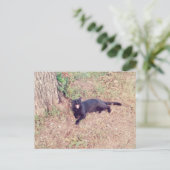 Black Cat Postcard Postkarte (Stehend Vorderseite)