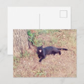 Black Cat Postcard Postkarte (Vorne/Hinten)
