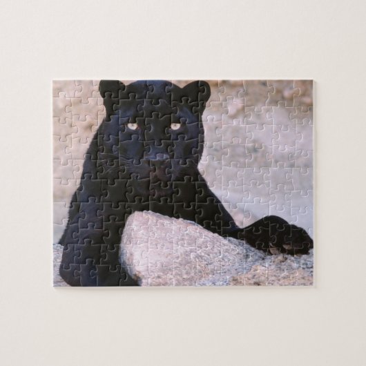 Black Cat Puzzle (Horizontal)