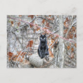 Black Cat Sitting Outdoors Postkarte (Vorderseite)