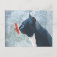 Black Cat Sniffing Blume