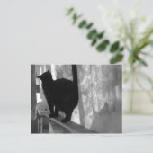 Black Cat Walks weg - Postkarte (Stehend Vorderseite)
