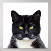 Black Cats Foto Poster (Vorne)