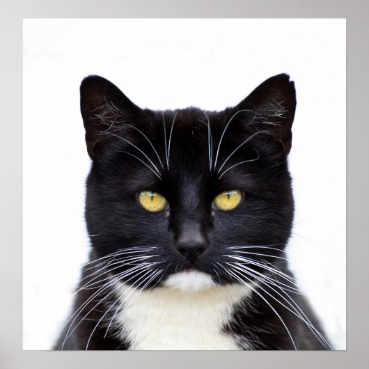 Black Cats Foto Poster (Vorne)