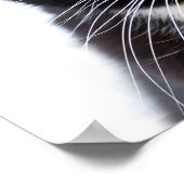 Black Cats Foto Poster (Ecke)